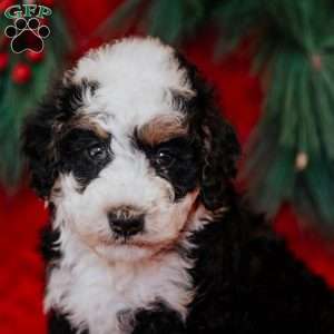 Bixie, Mini Bernedoodle Puppy